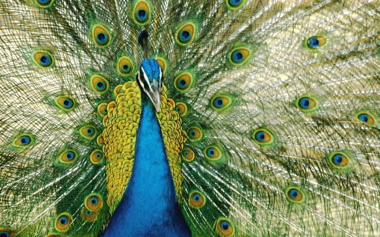 Peacock Theme screenshot #4