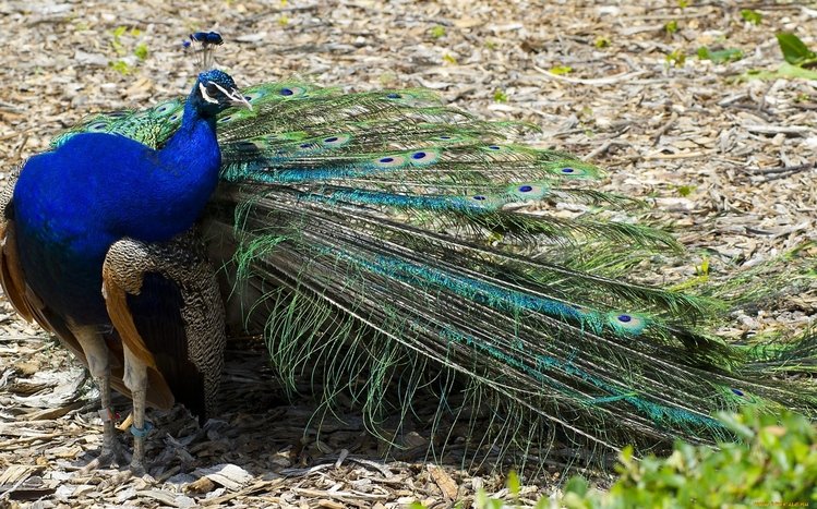 Peacock Theme screenshot #5