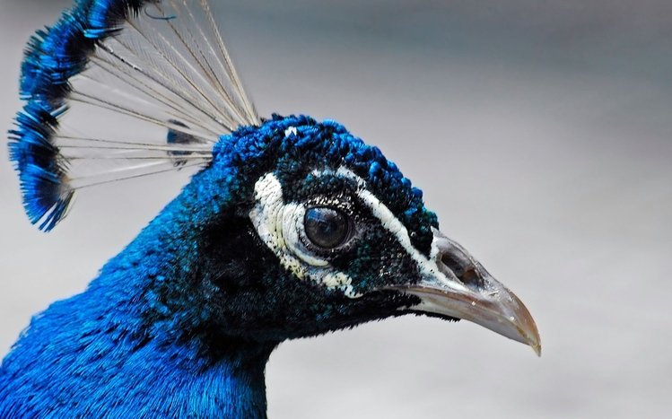 Peacock Theme screenshot #6