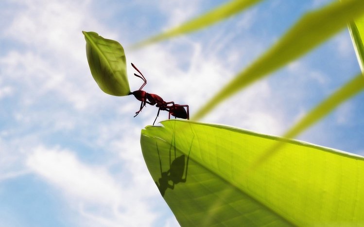 Ant Theme screenshot #16