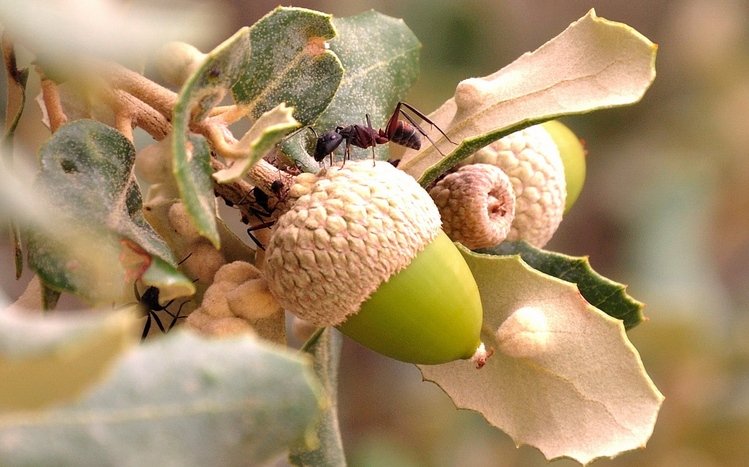 Ant Theme screenshot #21