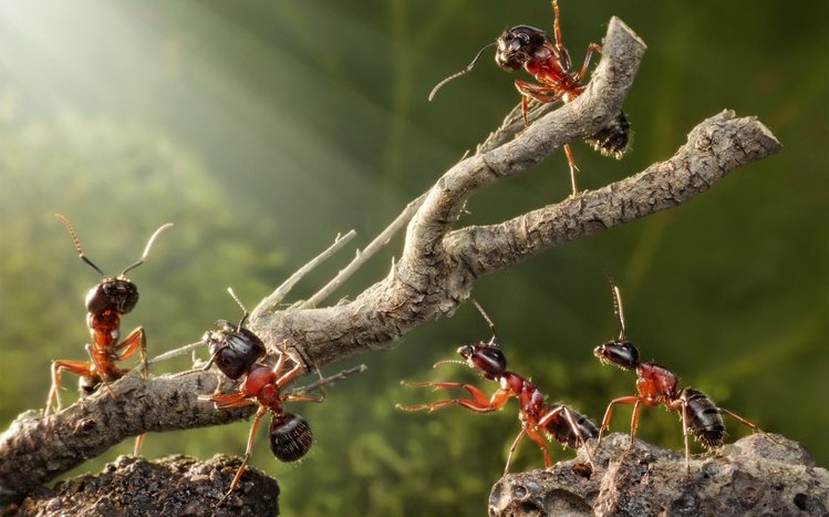 Ant Theme screenshot #23