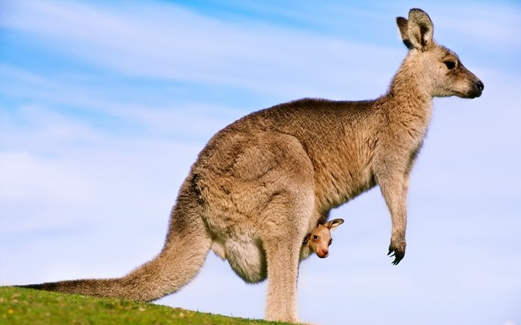 Kangaroo Theme screenshot #12