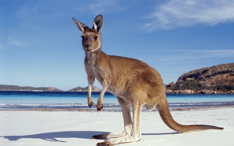 Kangaroo wallpapers - backiee