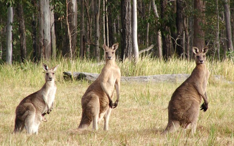 Kangaroo Theme screenshot #20