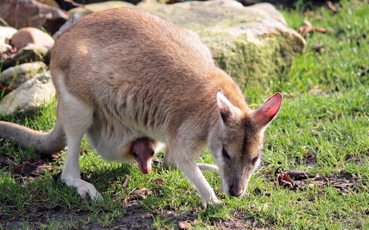 Kangaroo Theme screenshot #9