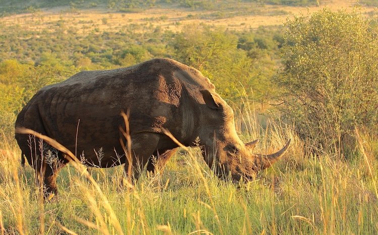 Rhino Theme screenshot #10