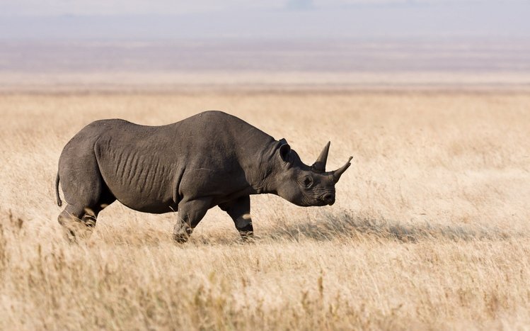 Download Rhino wallpapers for mobile phone free Rhino HD pictures