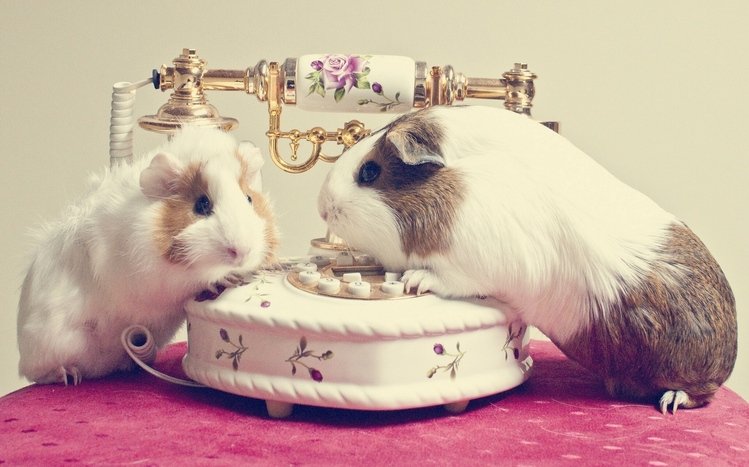 Guinea Pig Theme screenshot #13