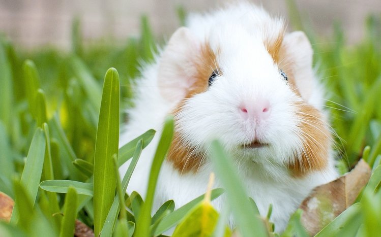 Guinea Pig Theme screenshot #14