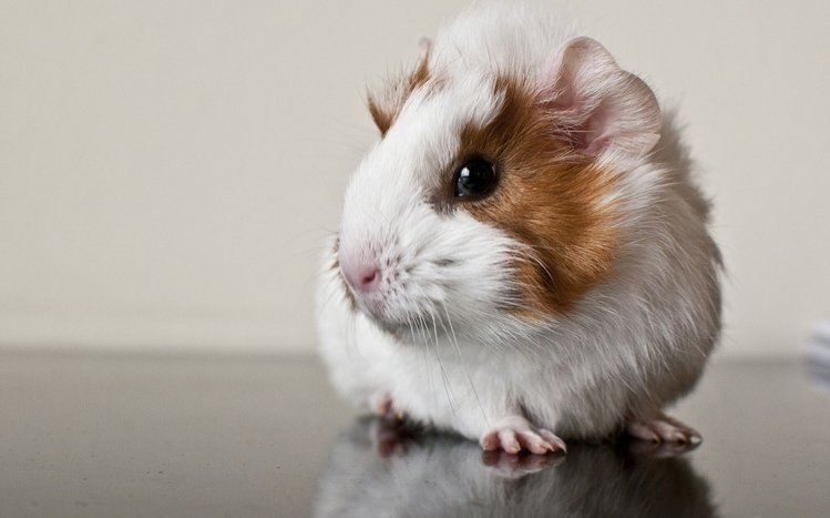 Guinea Pig Theme screenshot #15