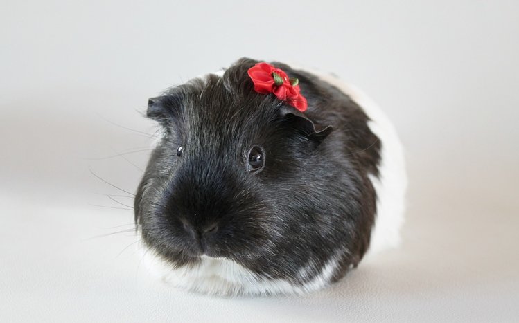 Guinea Pig Theme screenshot #4