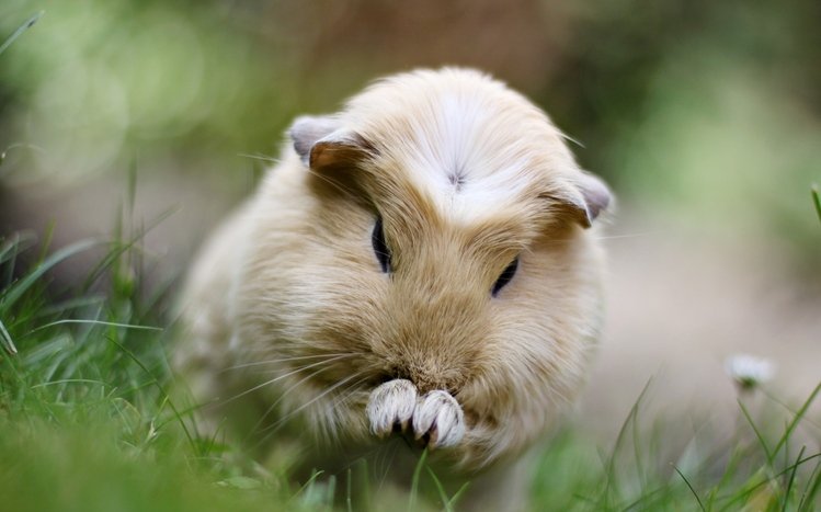 Guinea Pig Theme screenshot #6