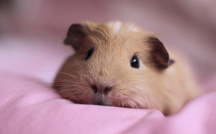 Guinea Pig Theme screenshot #7