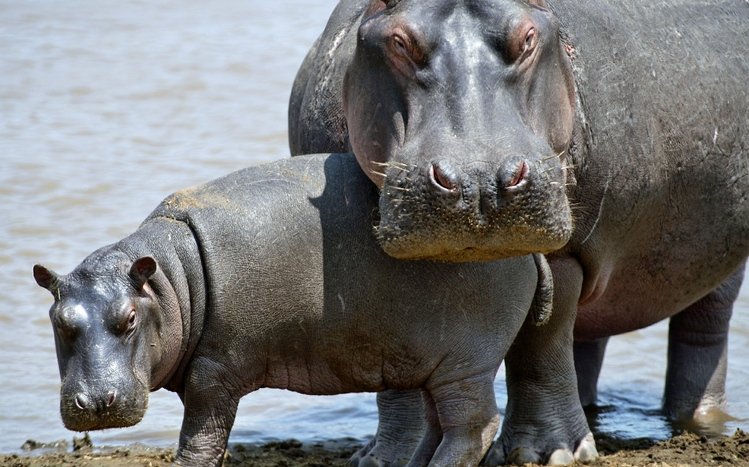 Hippo Theme screenshot #19