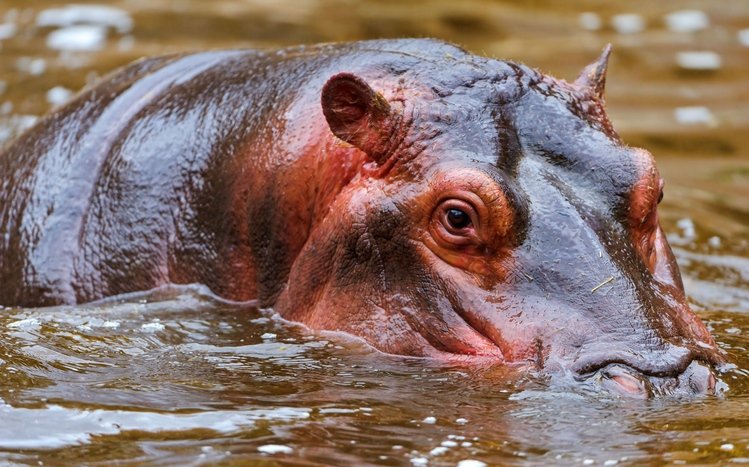 Hippo Theme screenshot #2