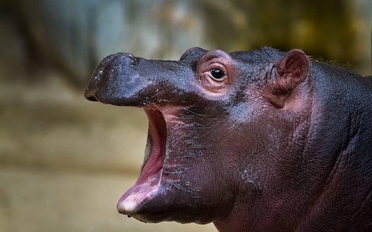 Hippo Theme screenshot #21