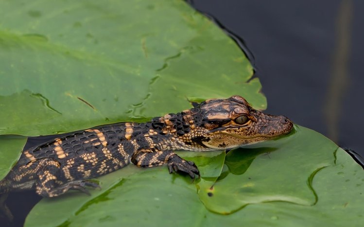 Crocodile Theme screenshot #1