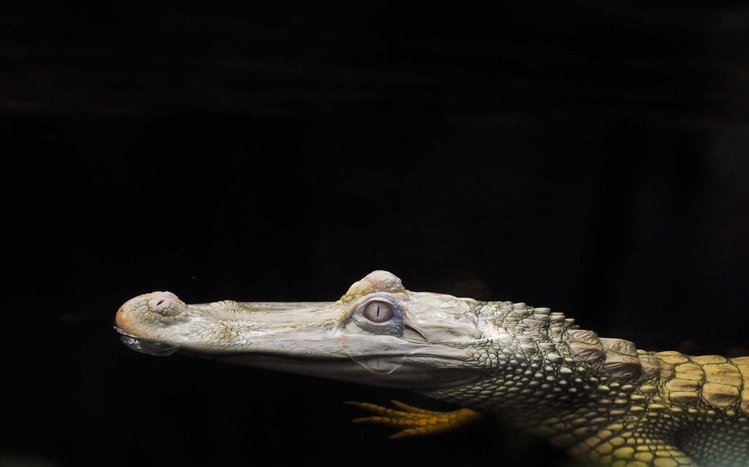 Crocodile Theme screenshot #9