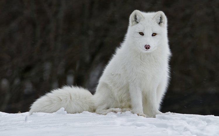 Arctic Fox Theme screenshot #19