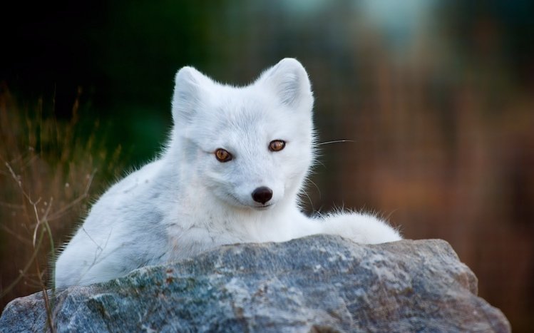 Arctic Fox Theme screenshot #21