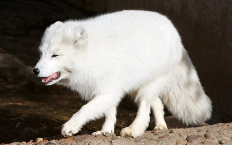 Arctic Fox Theme screenshot #5