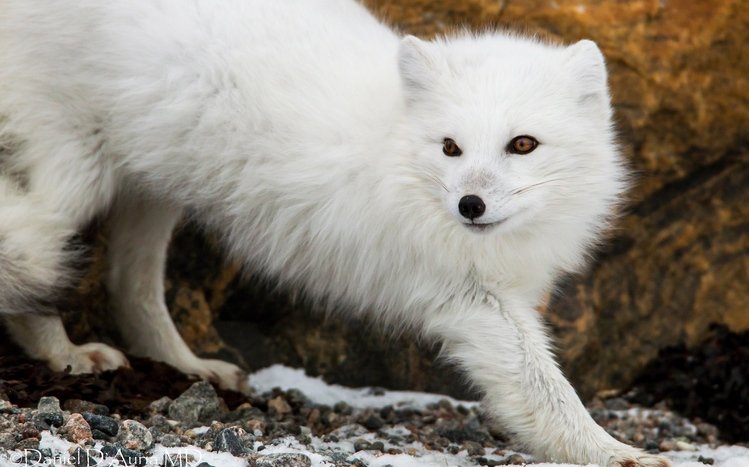 Arctic Fox Theme screenshot #6