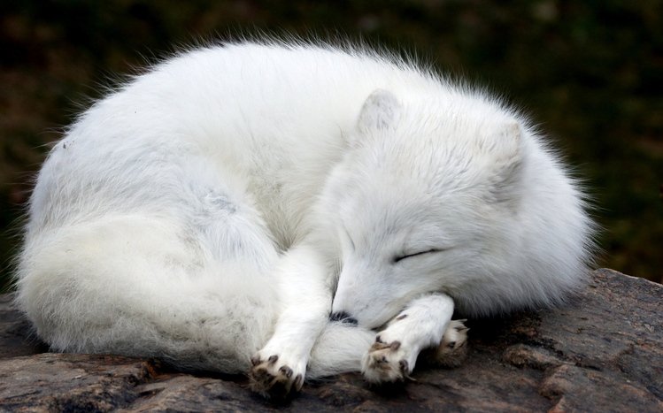 Arctic Fox Theme screenshot #9