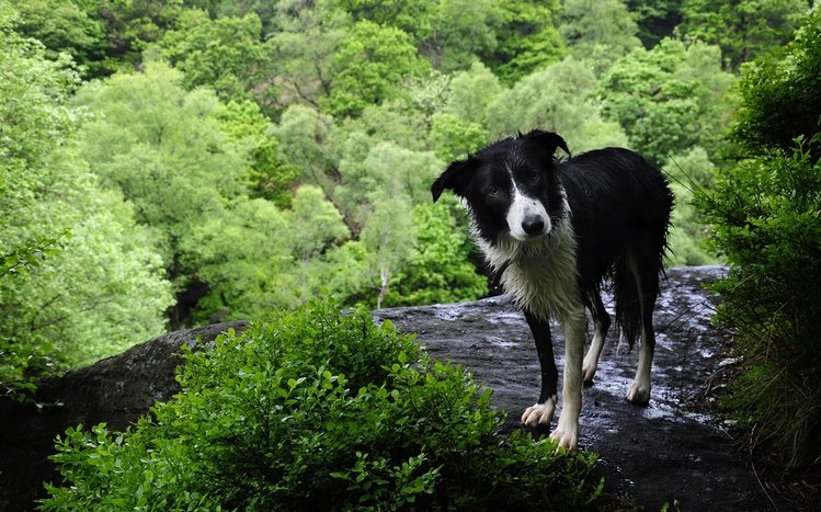 Border Collie Theme screenshot #1