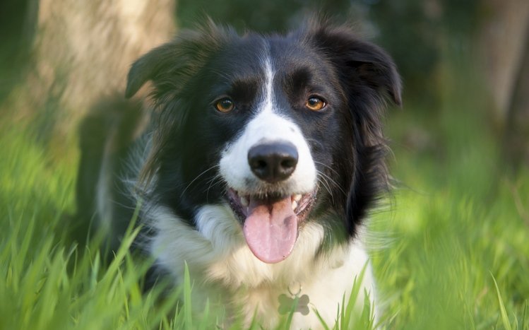 Border Collie Theme screenshot #12