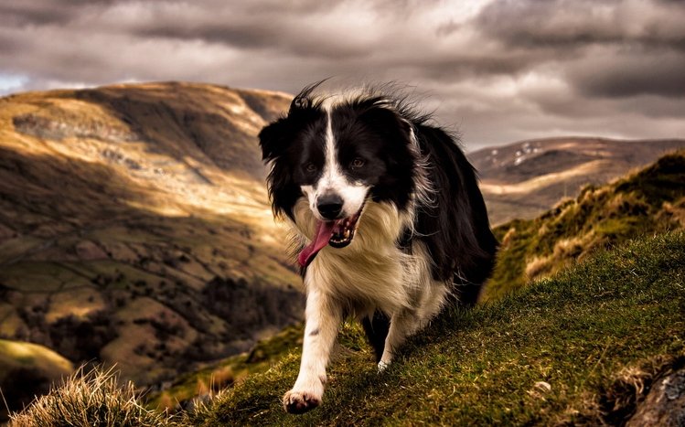 Border Collie Theme screenshot #14