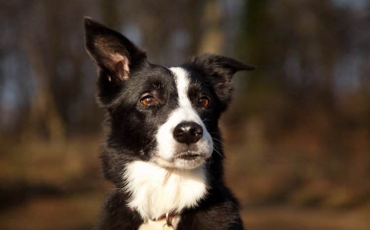 Border Collie Windows 11/10 Theme - themepack.me