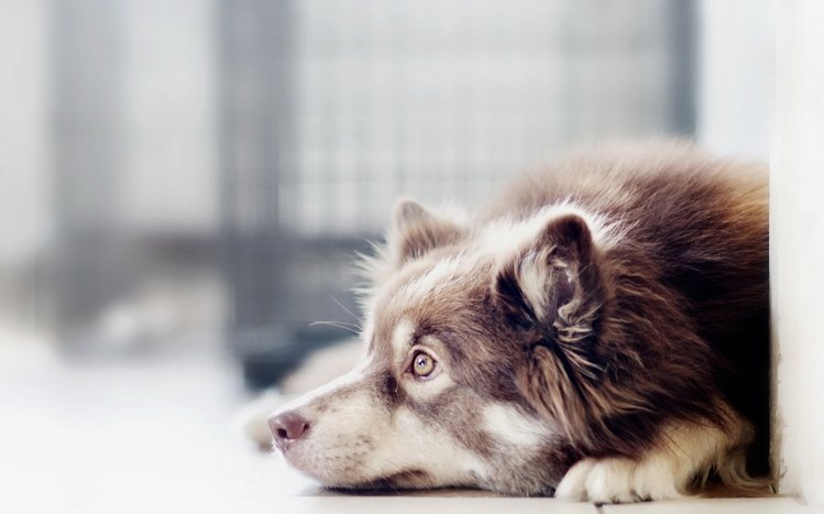 Border Collie Theme screenshot #18