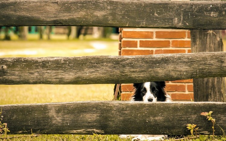 Border Collie Theme screenshot #21