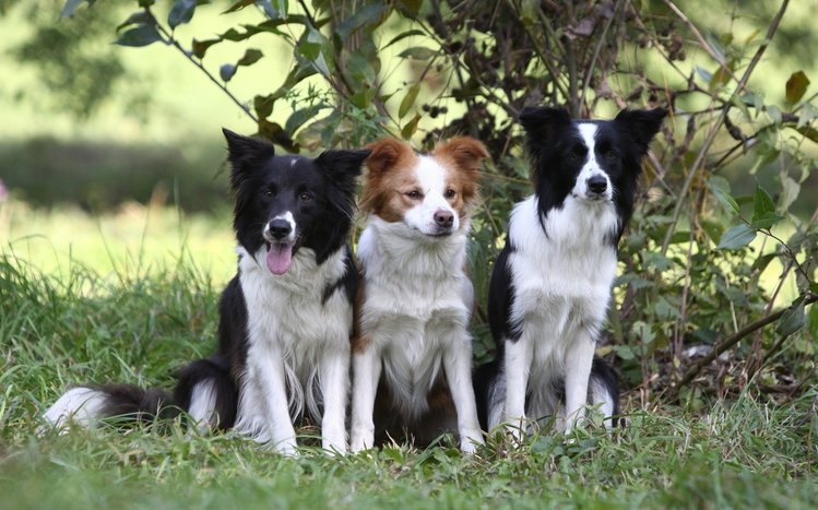 Border Collie Theme screenshot #4