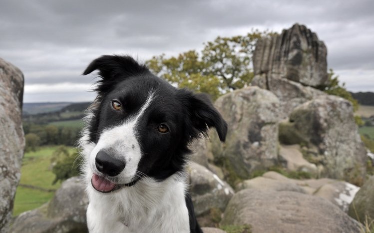 Border Collie Theme screenshot #6