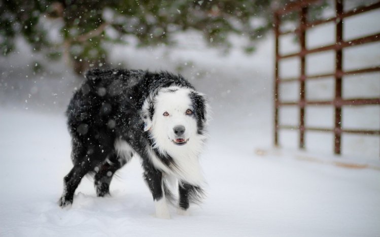 Border Collie Theme screenshot #7