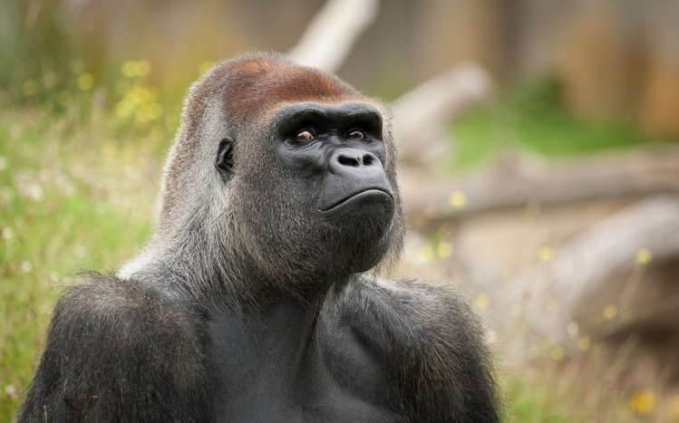 Gorilla Theme screenshot #17