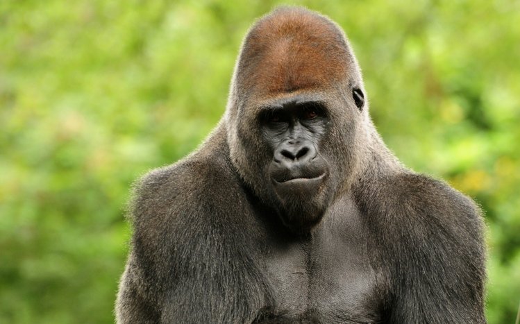 Gorilla Theme screenshot #3