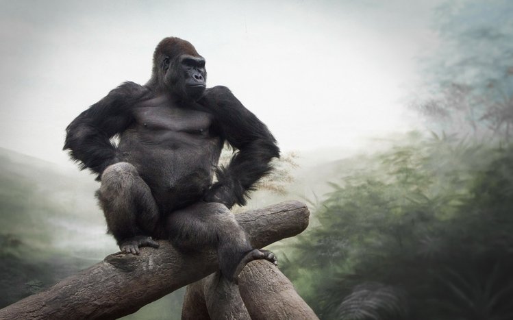 Gorilla Theme screenshot #6