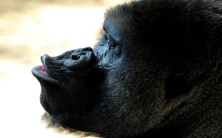 Gorilla Theme screenshot #8