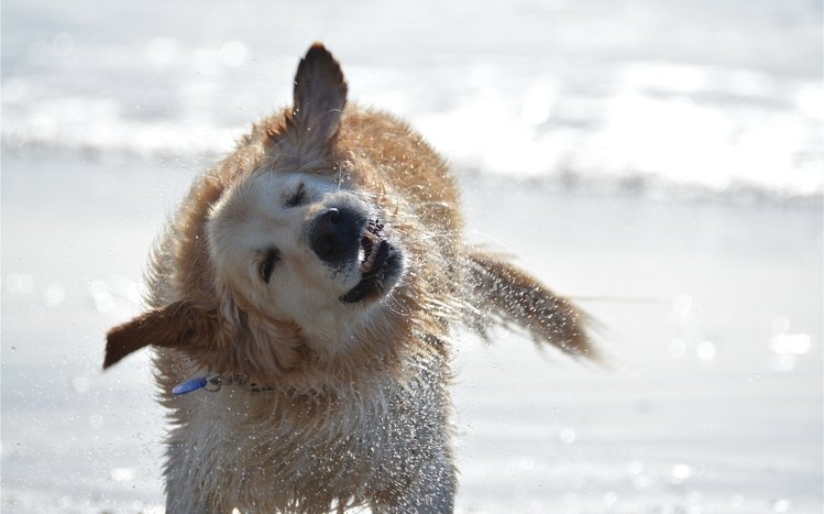 Labrador Retriever Theme screenshot #14