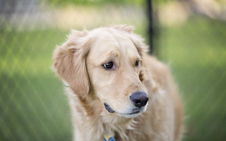 Labrador Retriever Theme screenshot #21