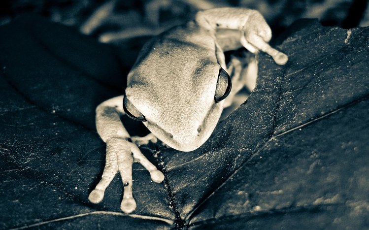 Tree Frog Theme screenshot #1