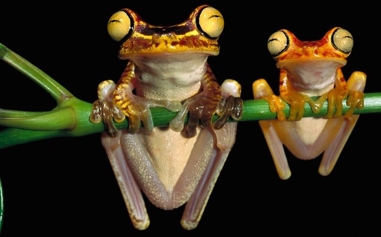 Tree Frog Theme screenshot #13