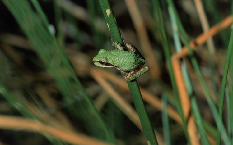 Tree Frog Theme screenshot #17