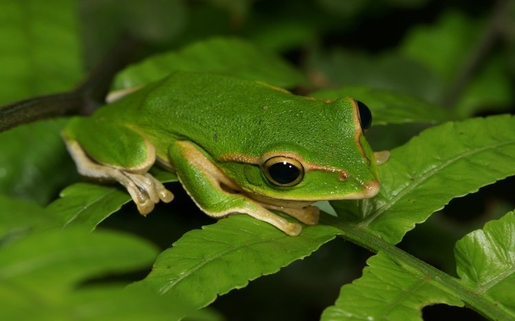 Tree Frog Theme screenshot #18