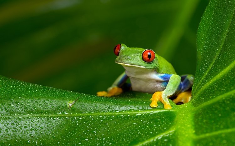 Frog 4K wallpapers for your desktop or mobile screen free and easy to  download