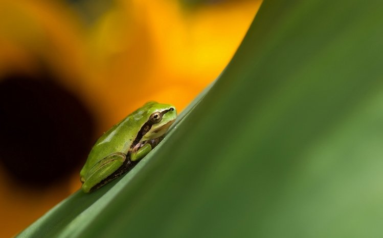 Tree Frog Theme screenshot #7