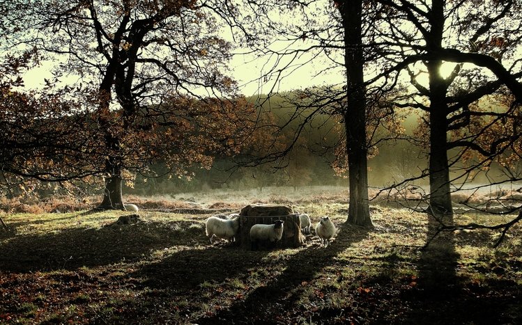 Sheep Theme screenshot #11